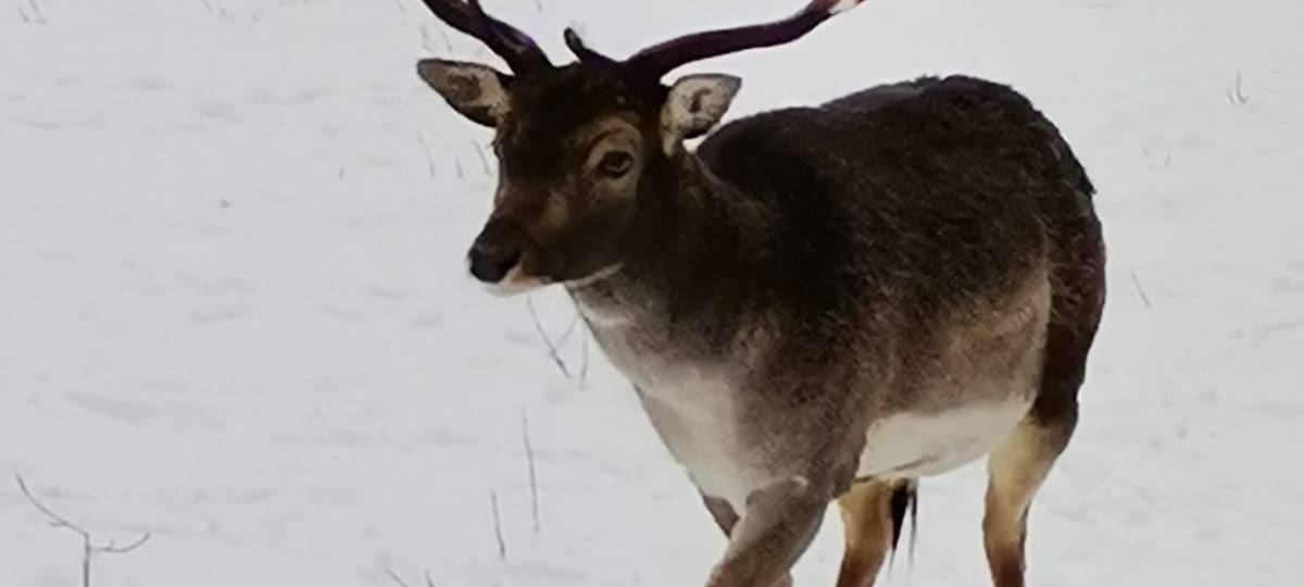 Tiere und die Kälte