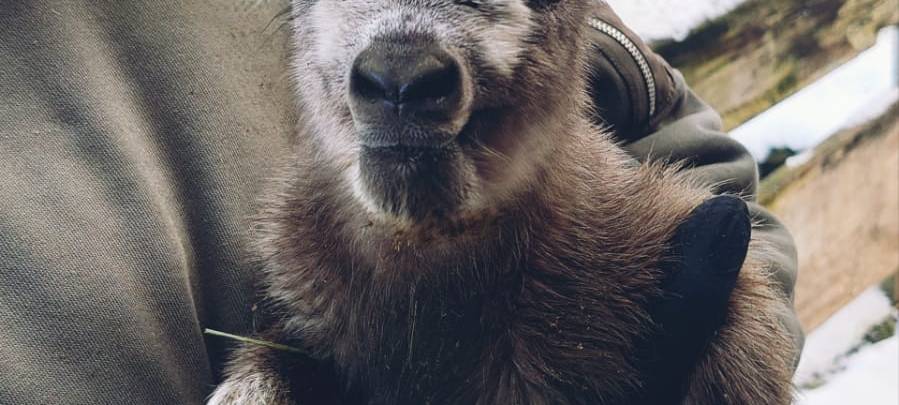 Tiere und die Kälte