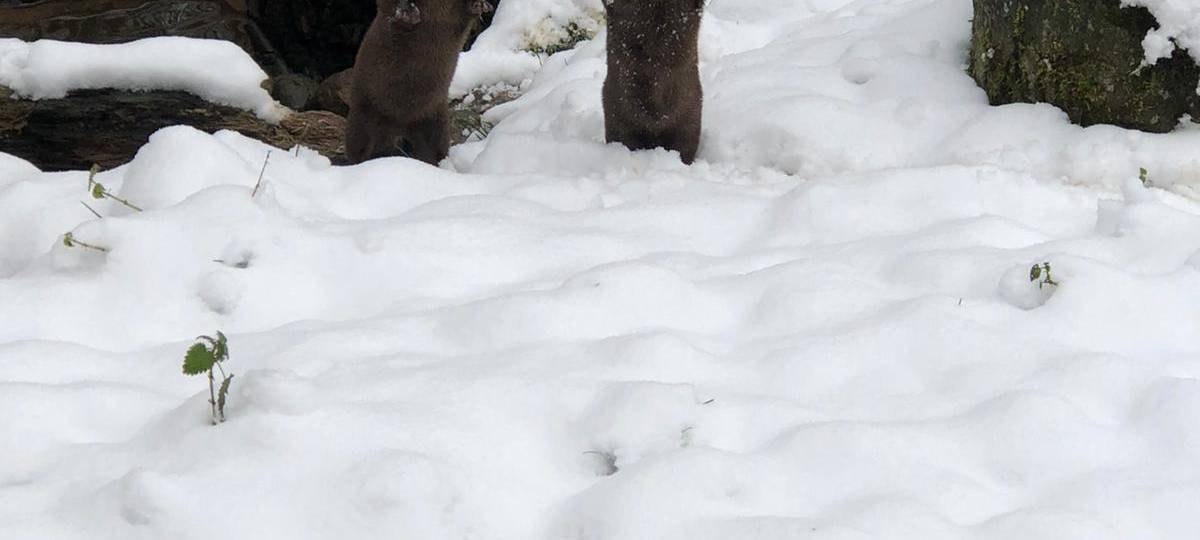 Tiere und die Kälte