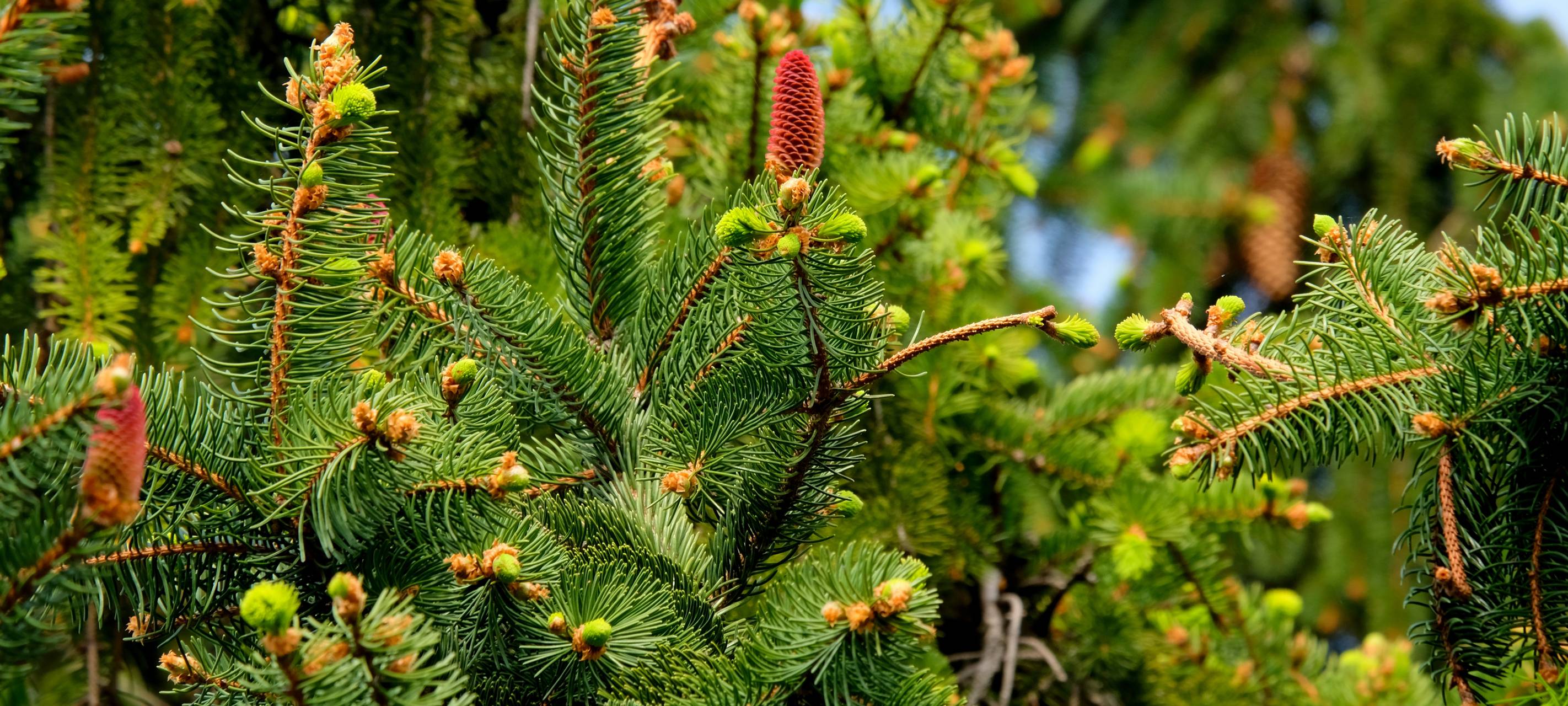 Weihnachtsbaum - nachhaltig
