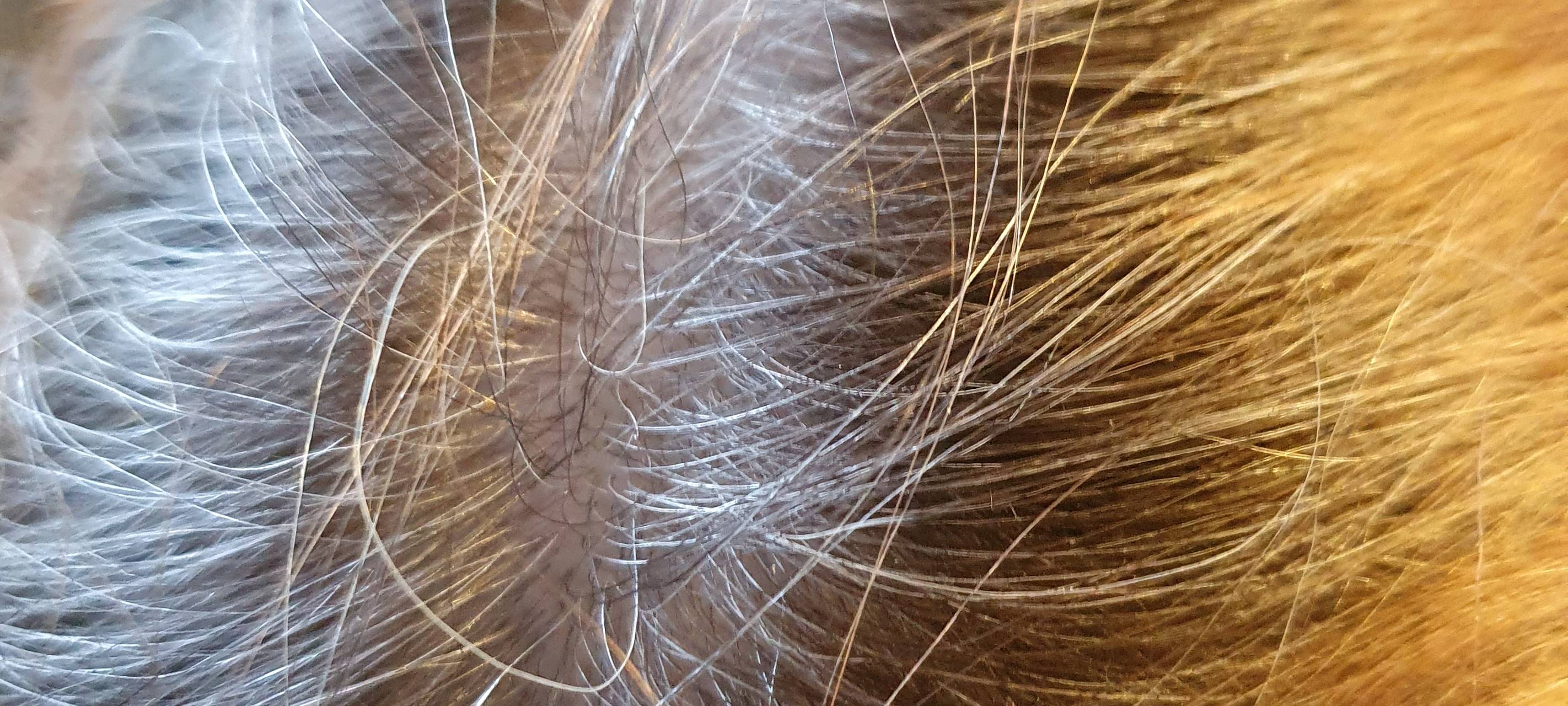 Haarmageddon im Bergischen: Die Jagd nach dem Friseurtermin