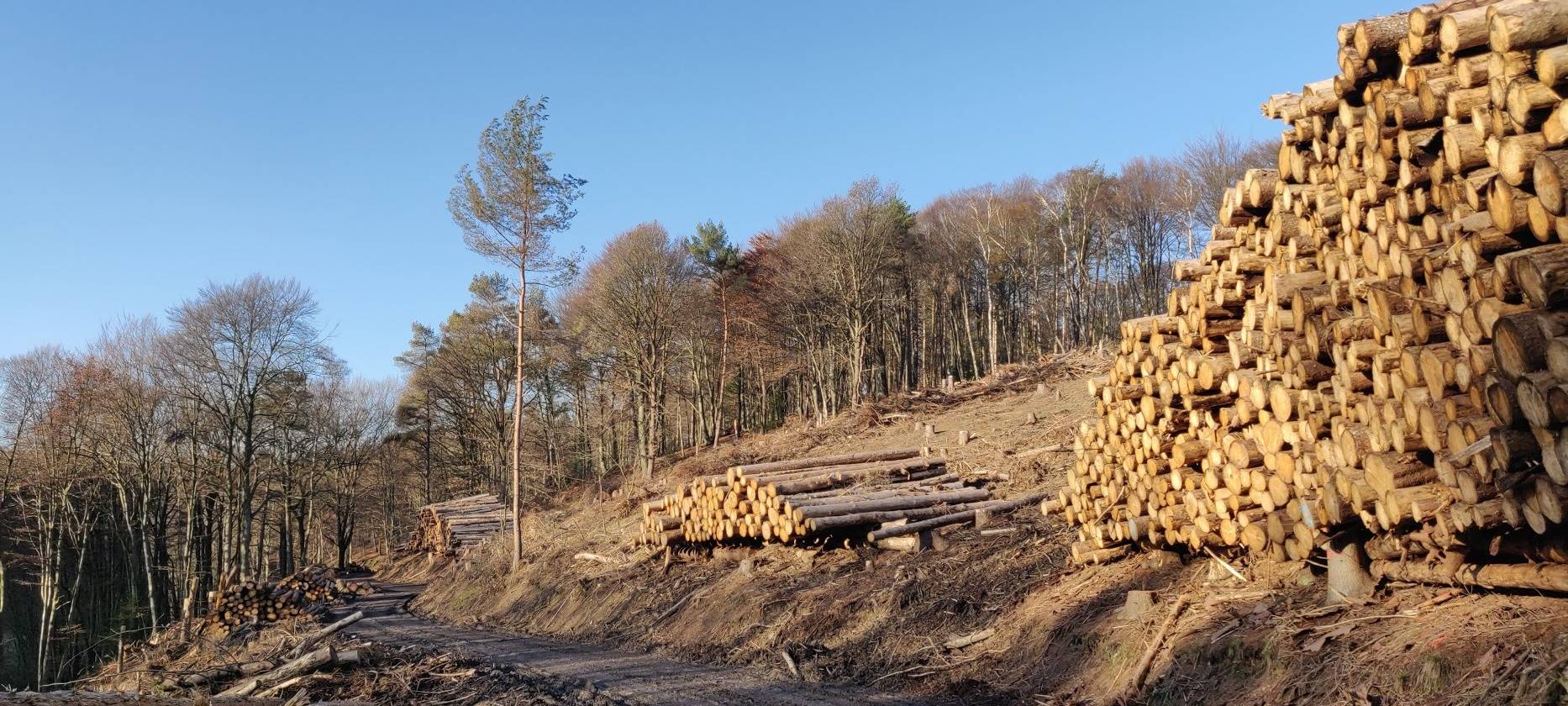 Waldsterben Borkenkäfer