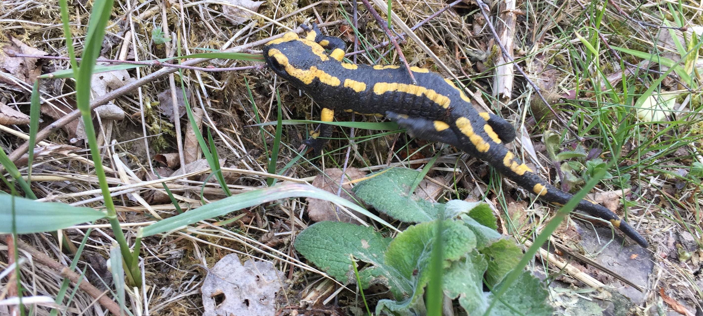 Krankheit bei Feuersalamander im Bergischen