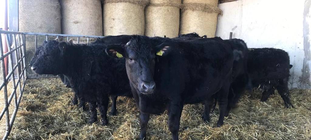 Wagyu Rinder - Luxusfleisch aus dem Bergischen