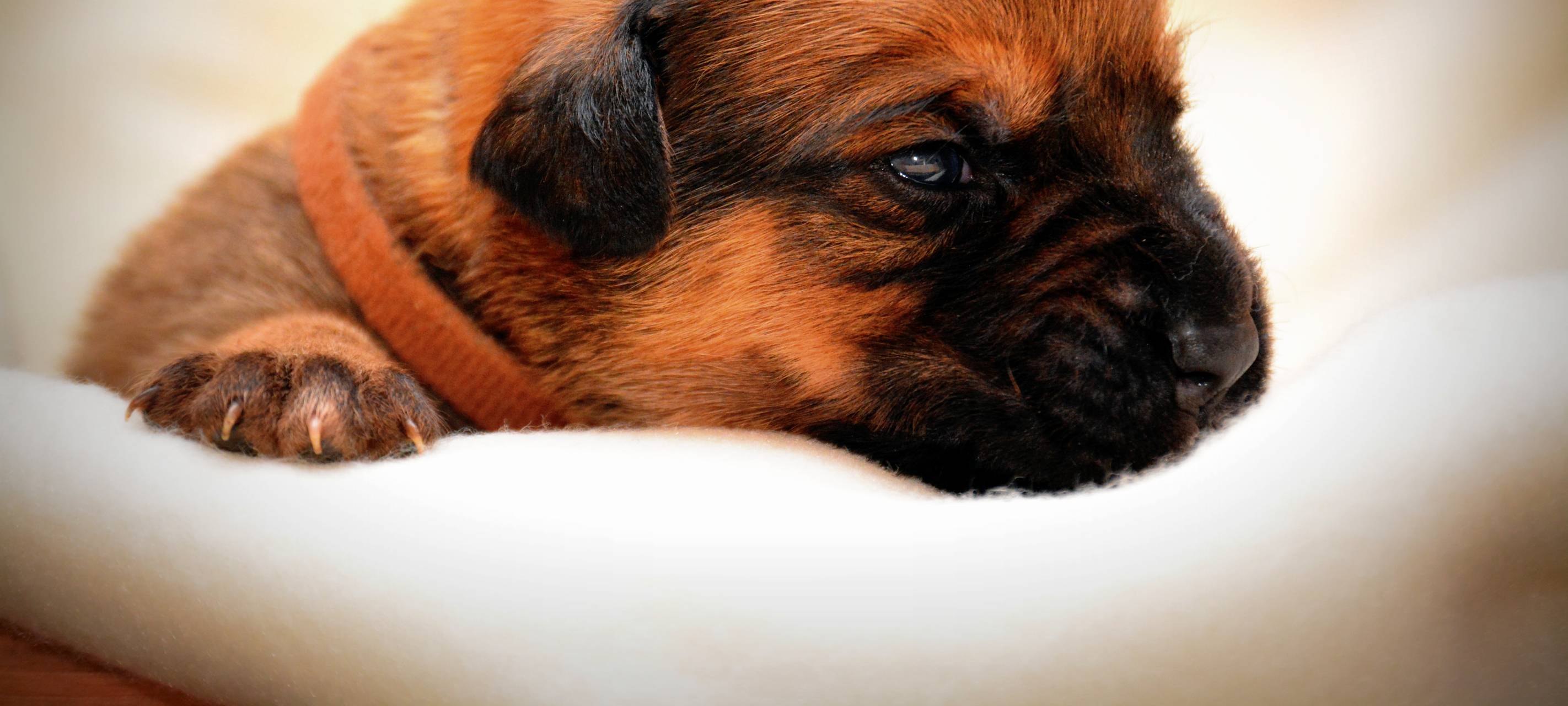 Hunde-Steuer im Bergischen gestiegen