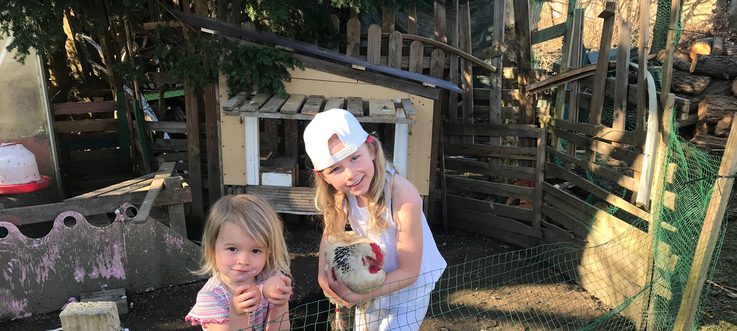 Huhn als Haustier - erstmal mit Leih-Hühnern ausprobieren
