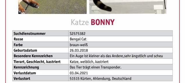 Katze Bonny in Kürten-Ahlendung entlaufen