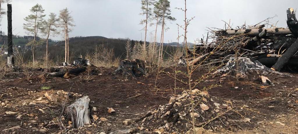 Ein Jahr nach dem Waldbrand in Gummersbach-Strombach