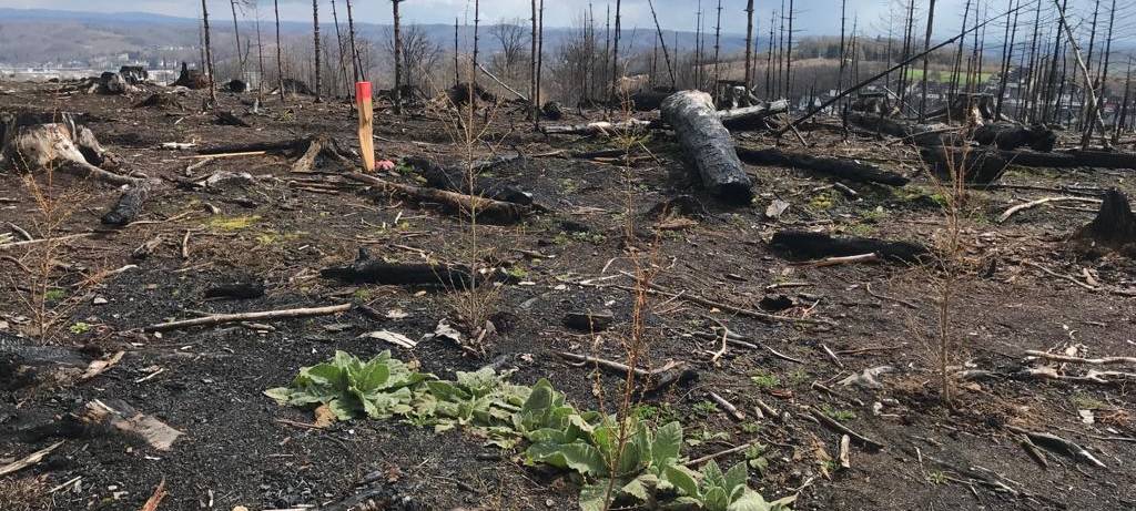 Ein Jahr nach dem Waldbrand in Gummersbach-Strombach