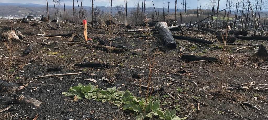 Ein Jahr nach dem Waldbrand in Gummersbach-Strombach