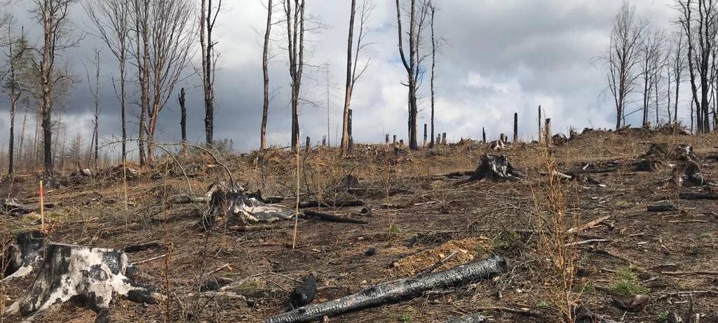 Ein Jahr nach dem Waldbrand in Gummersbach-Strombach