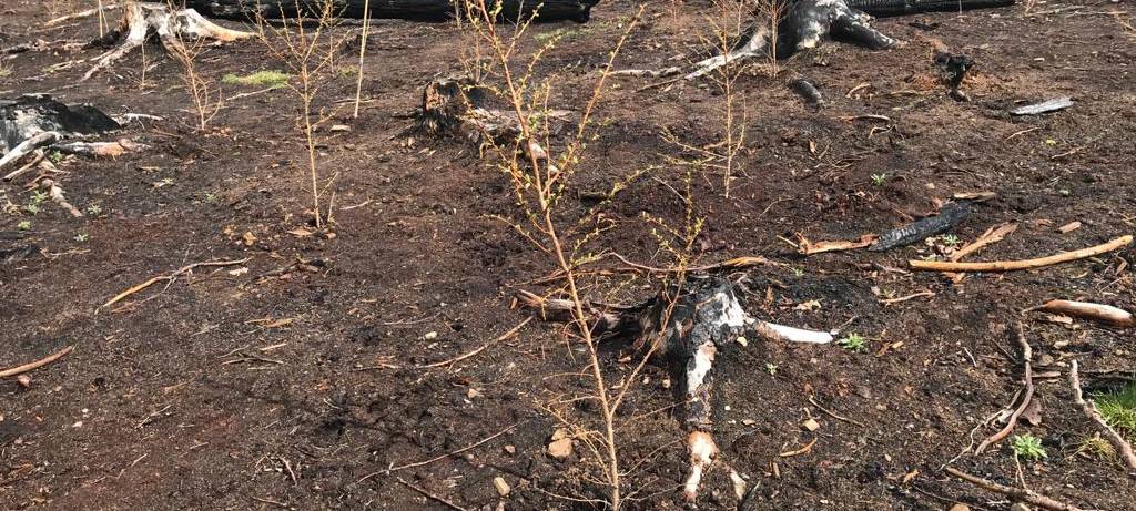 Ein Jahr nach dem Waldbrand in Gummersbach-Strombach