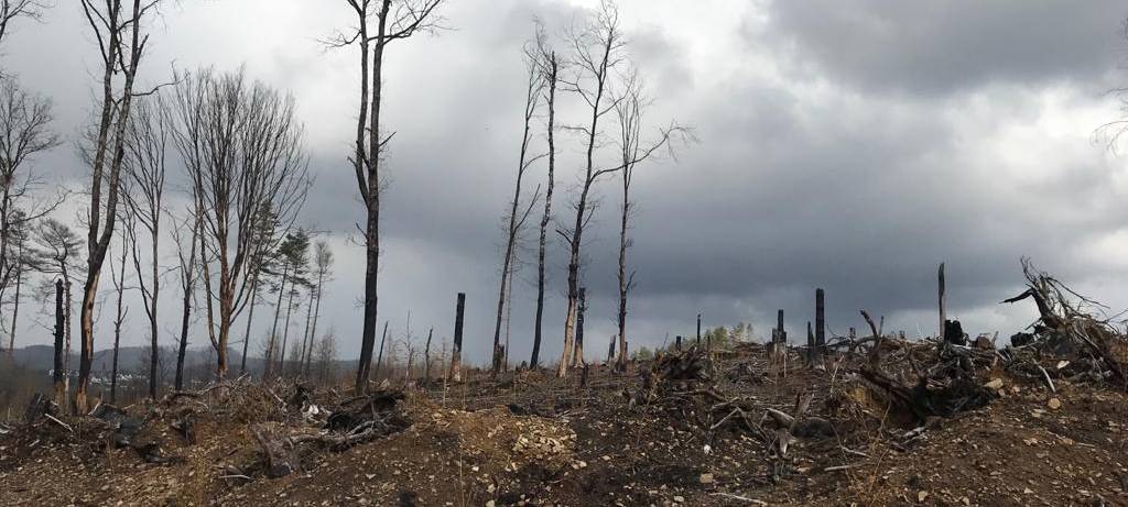 Ein Jahr nach dem Waldbrand in Gummersbach-Strombach