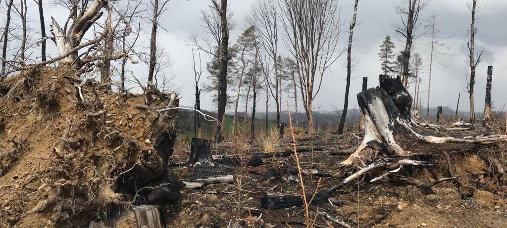 Ein Jahr nach dem Waldbrand in Gummersbach-Strombach