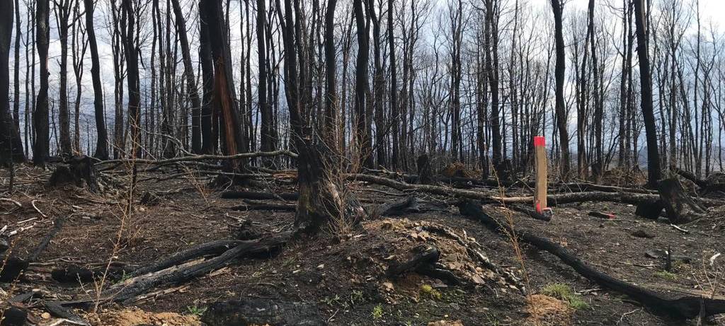 Ein Jahr nach dem Waldbrand in Gummersbach-Strombach