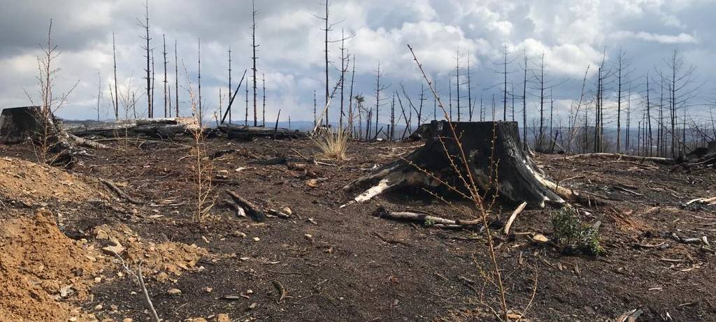 Ein Jahr nach dem Waldbrand in Gummersbach-Strombach