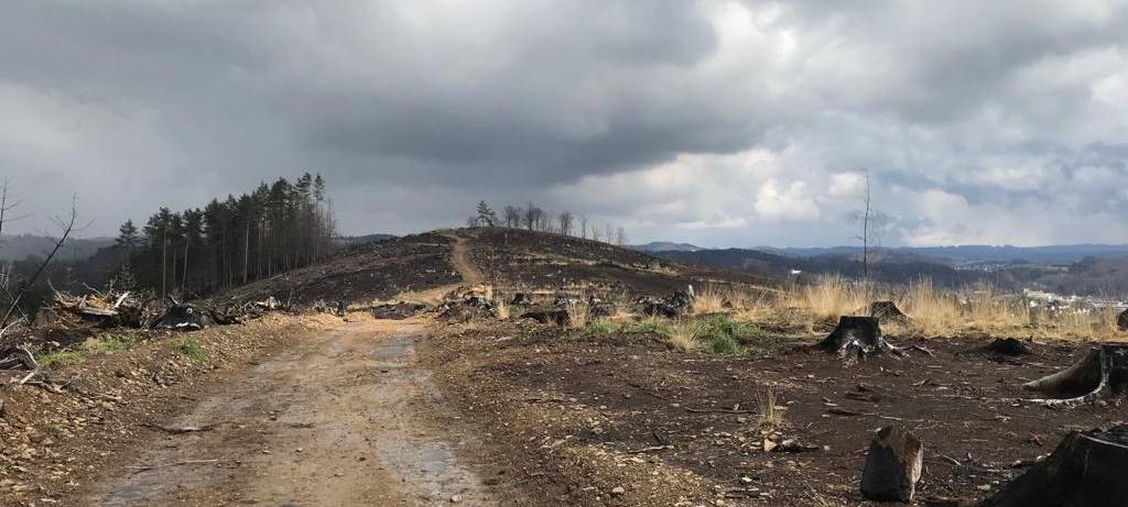 Ein Jahr nach dem Waldbrand in Gummersbach-Strombach