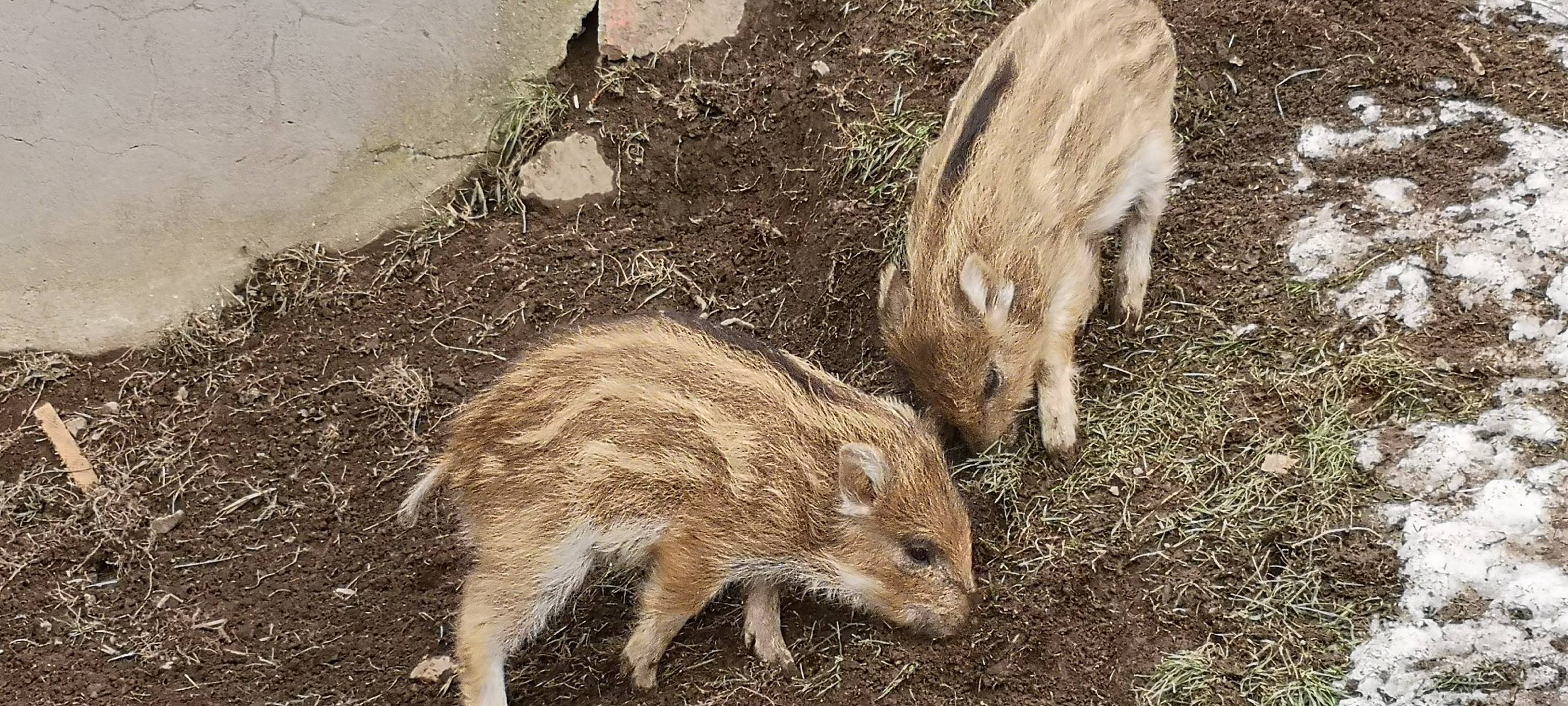 Förster zieht verwaiste Wildschweinbabys auf