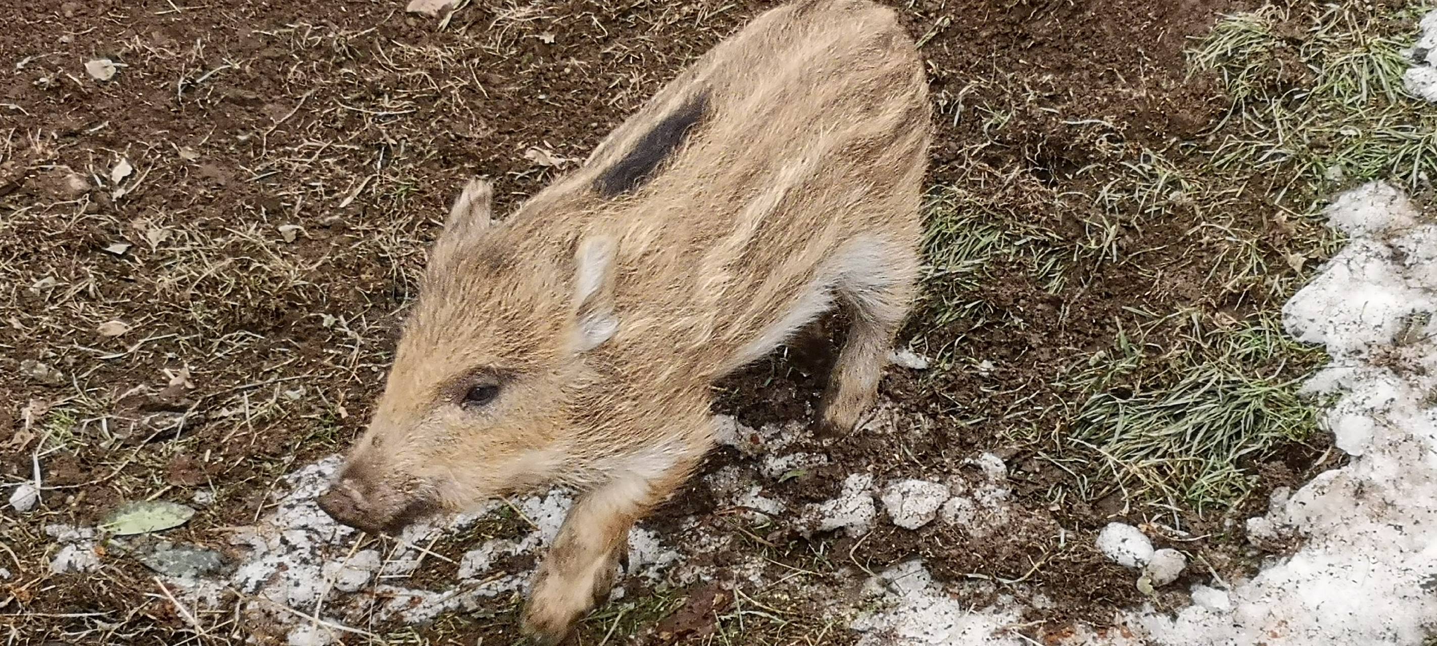 Förster zieht verwaiste Wildschweinbabys auf