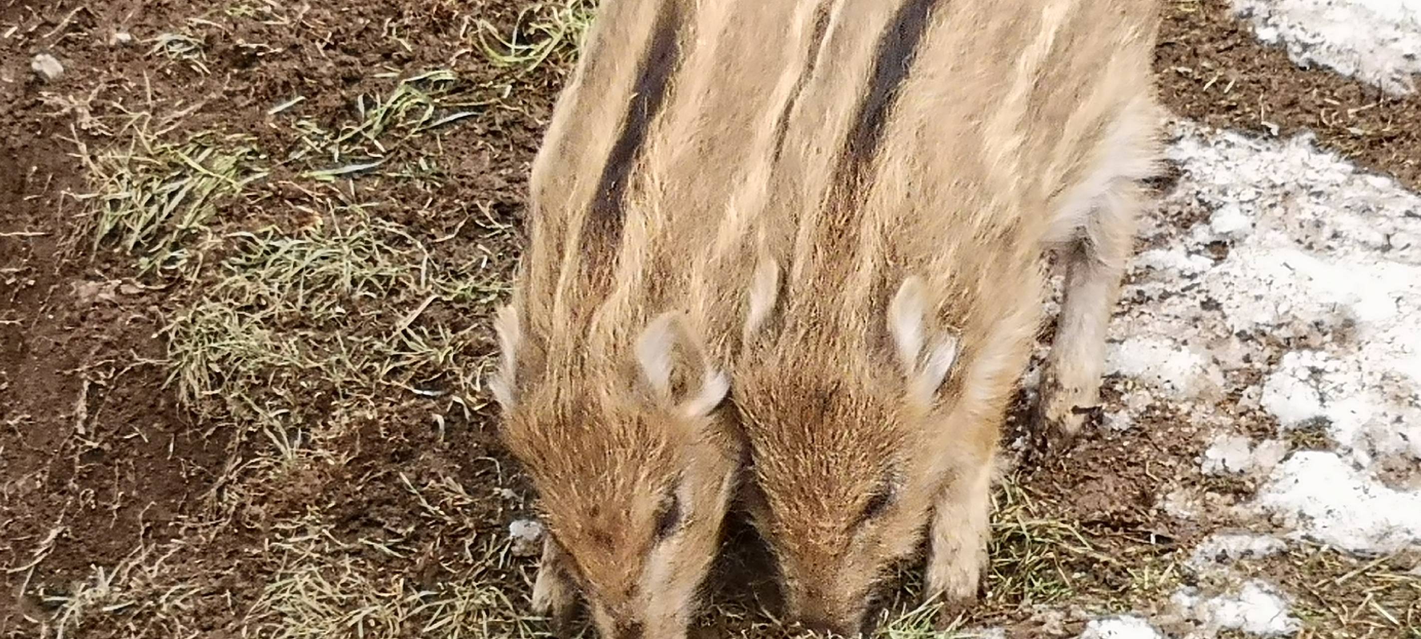 Förster zieht verwaiste Wildschweinbabys auf