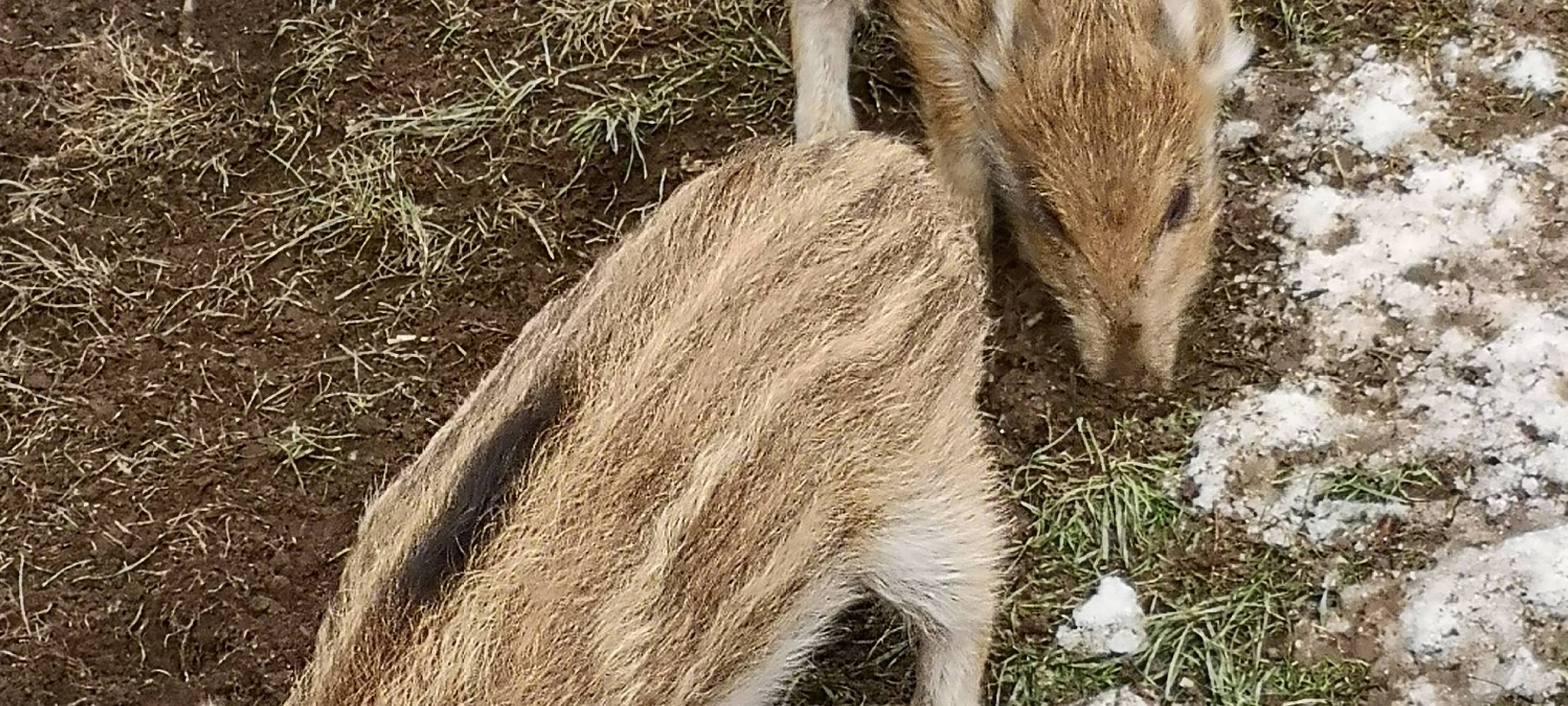 Förster zieht verwaiste Wildschweinbabys auf