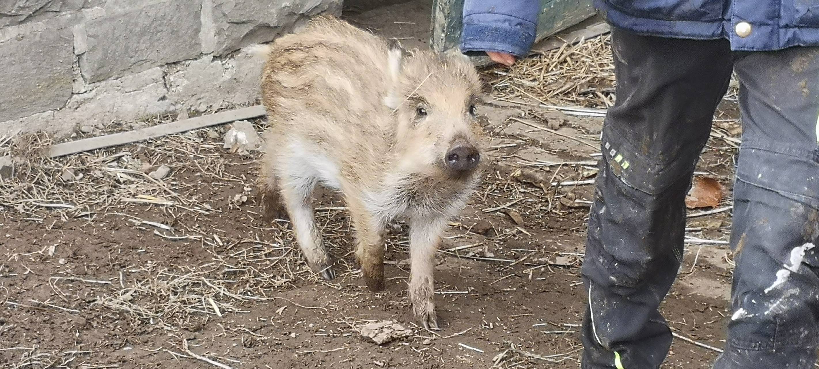 Förster zieht verwaiste Wildschweinbabys auf