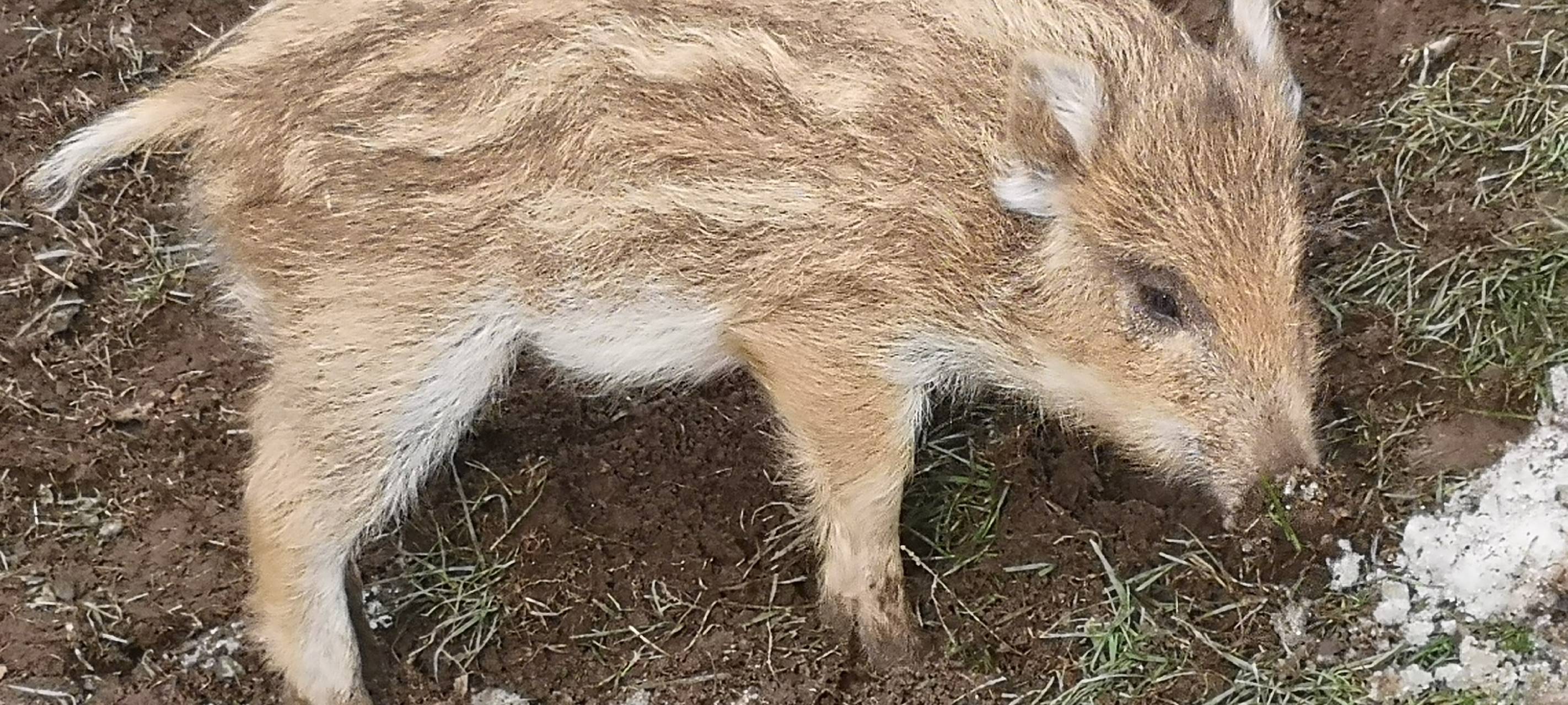 Förster zieht verwaiste Wildschweinbabys auf