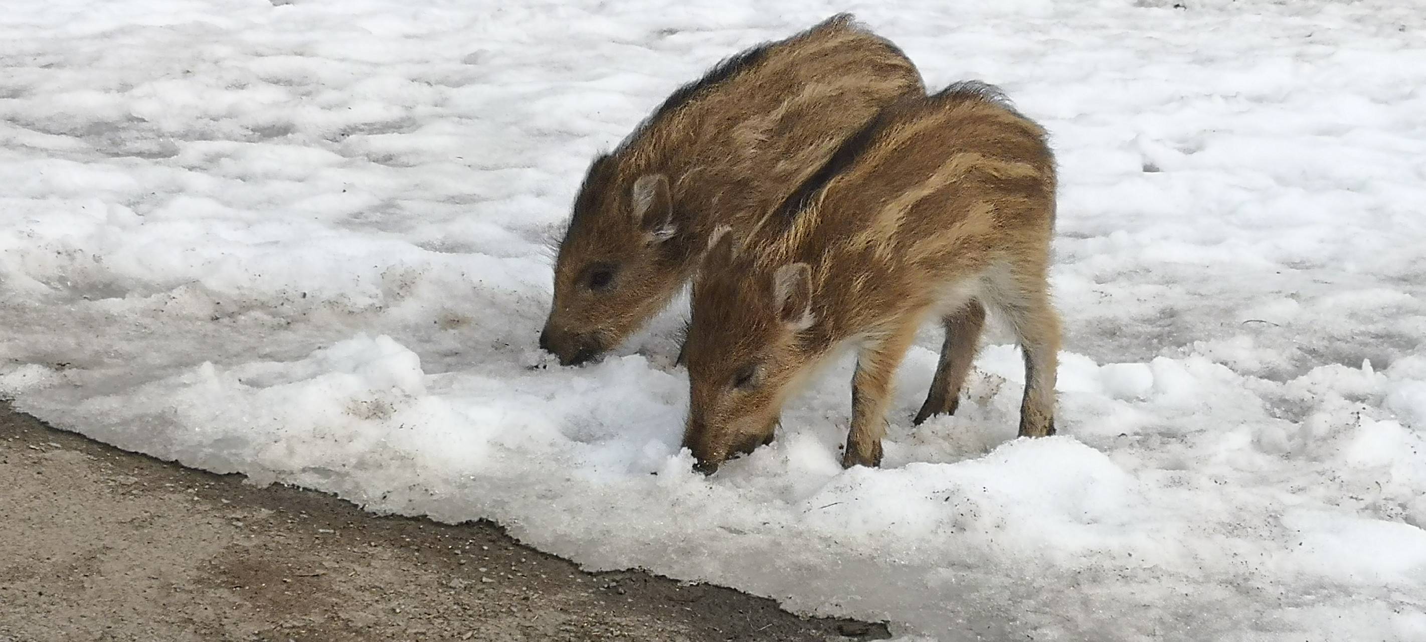 Förster zieht verwaiste Wildschweinbabys auf
