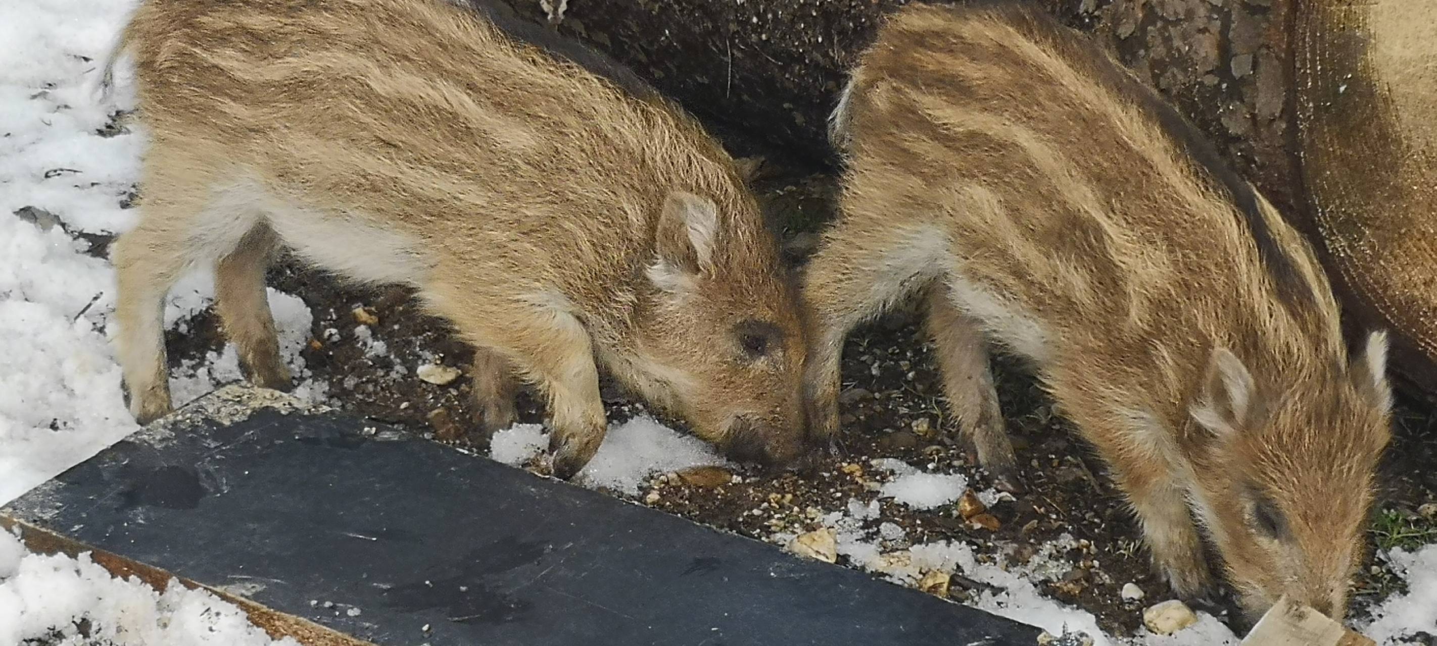 Förster zieht verwaiste Wildschweinbabys auf