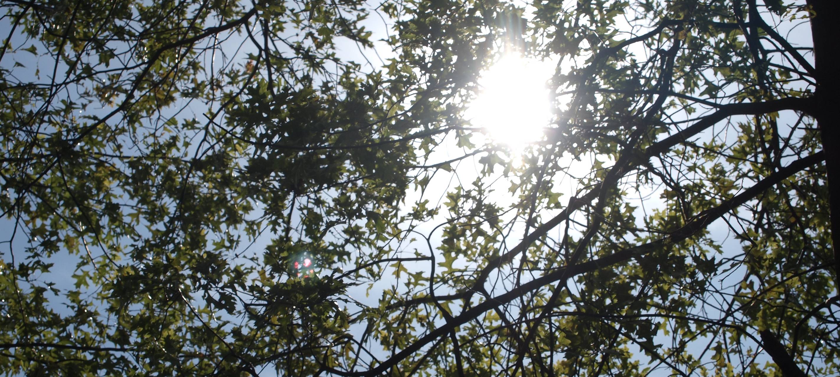 Waldbrandgefahr im Bergischen steigt