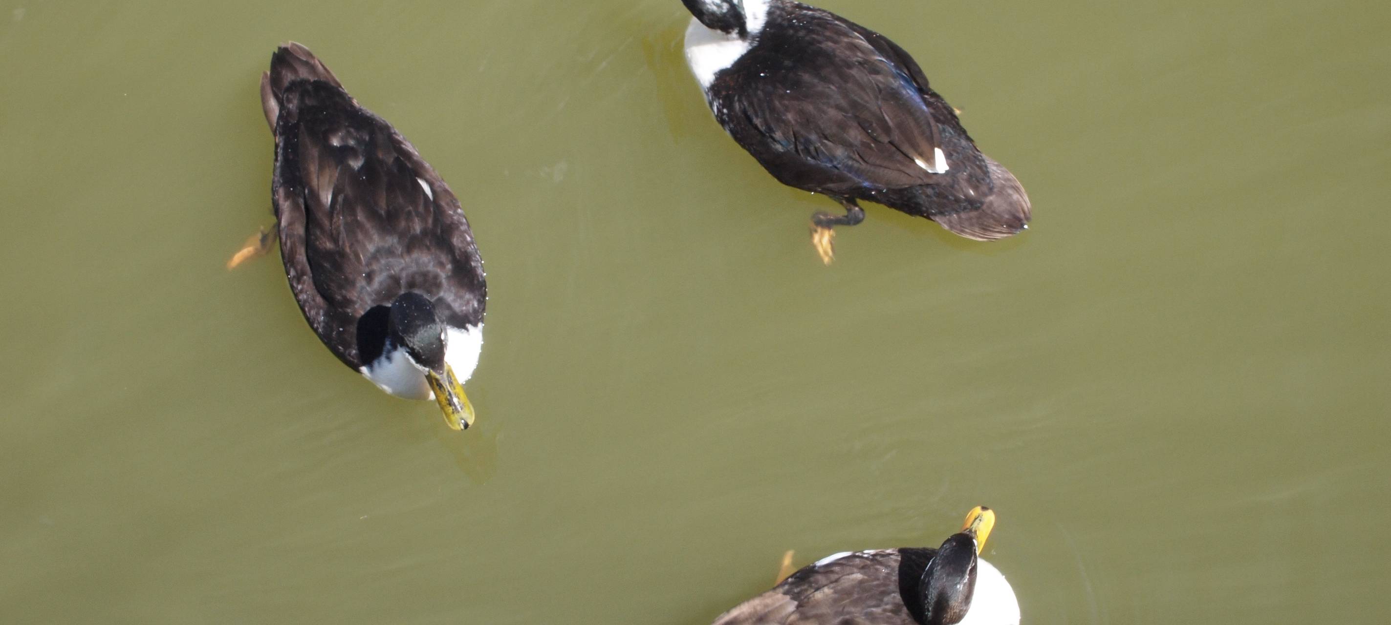 Wuppersperre: Vögel bleiben weg