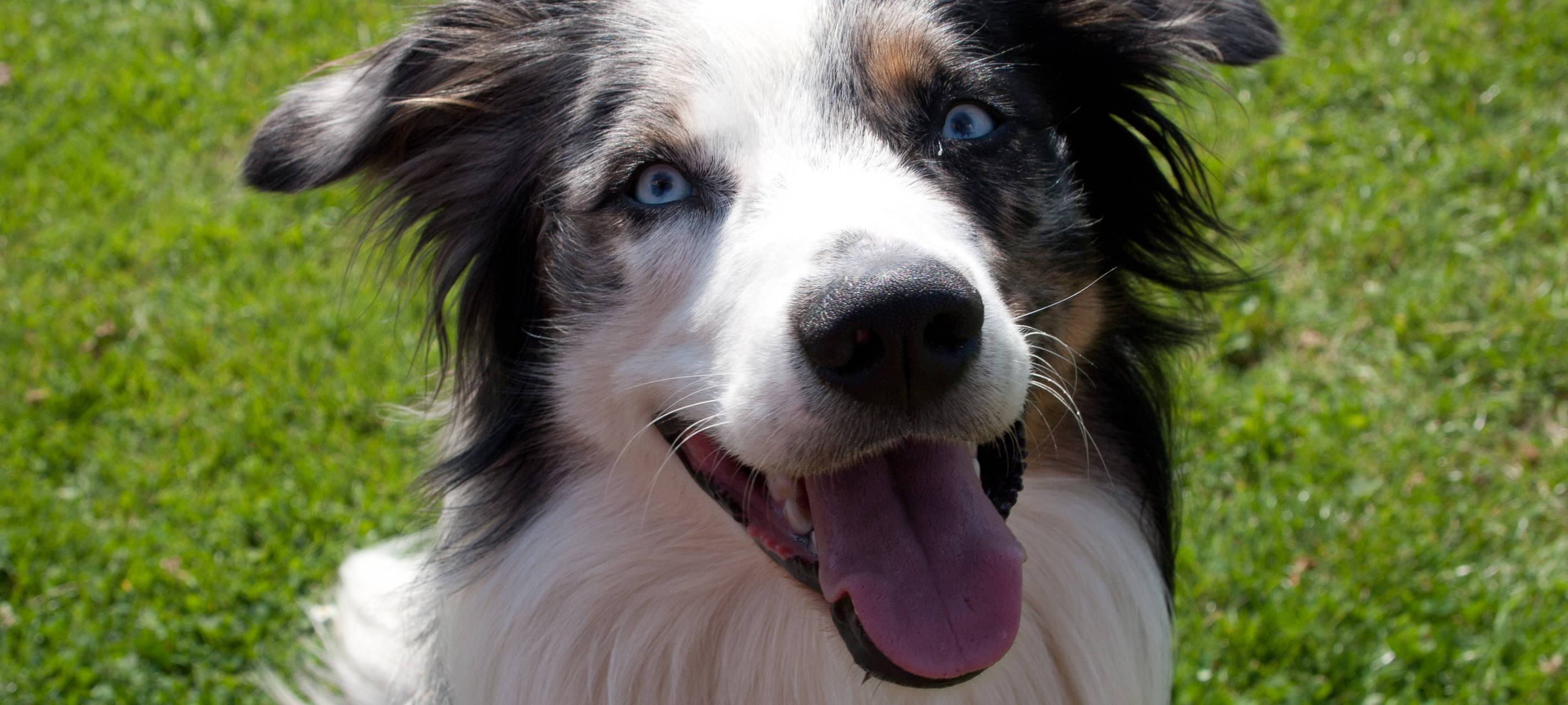 Kuriose Missbildung: Hund mit Schwanz auf Stirn geboren