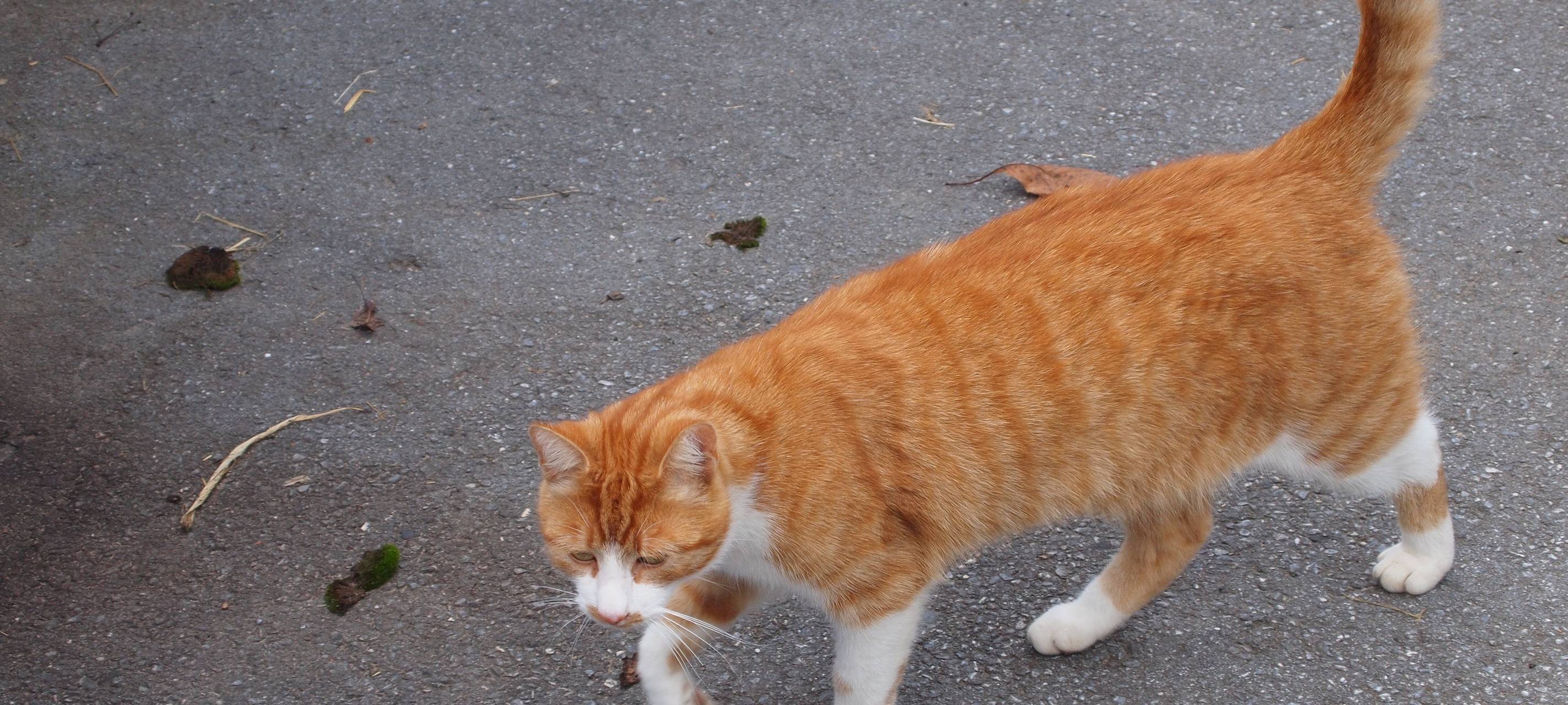 Viele oberbergische Katzen kastriert