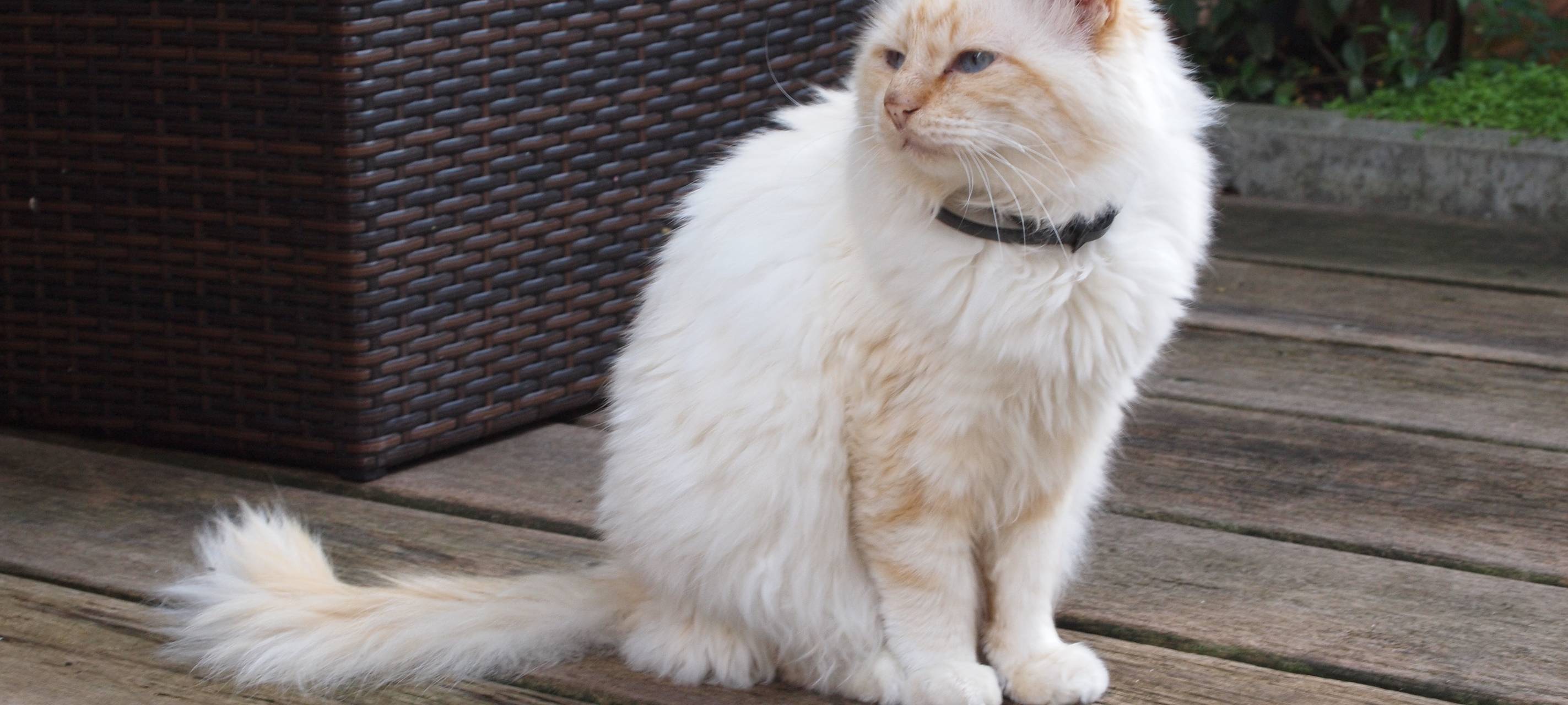 Marienheide: Katze entführt