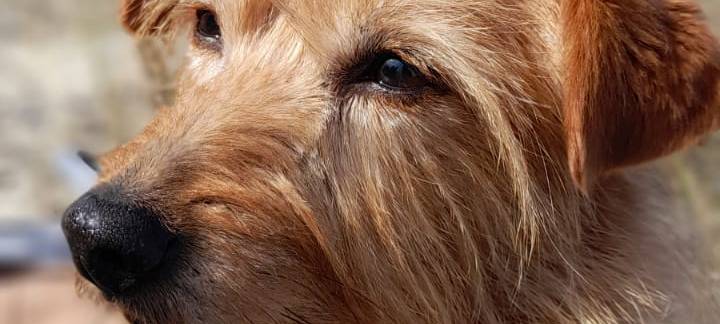 Hund Maya in Gummersbach entlaufen