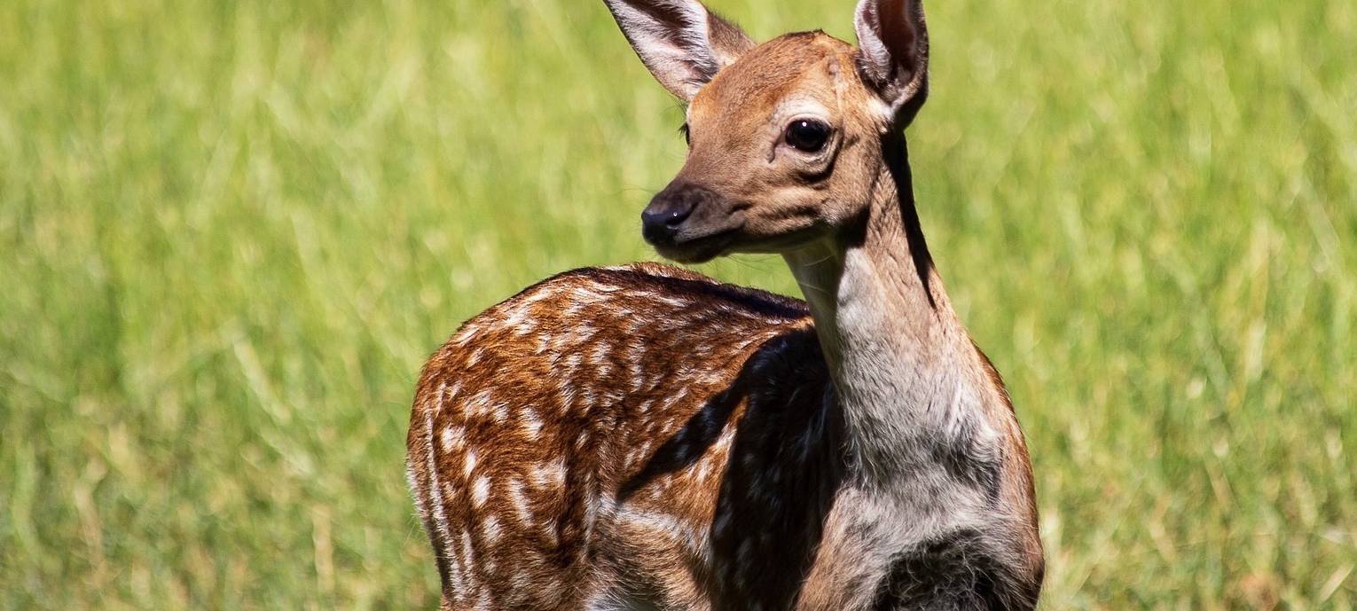 Kitzretter-Saison startet