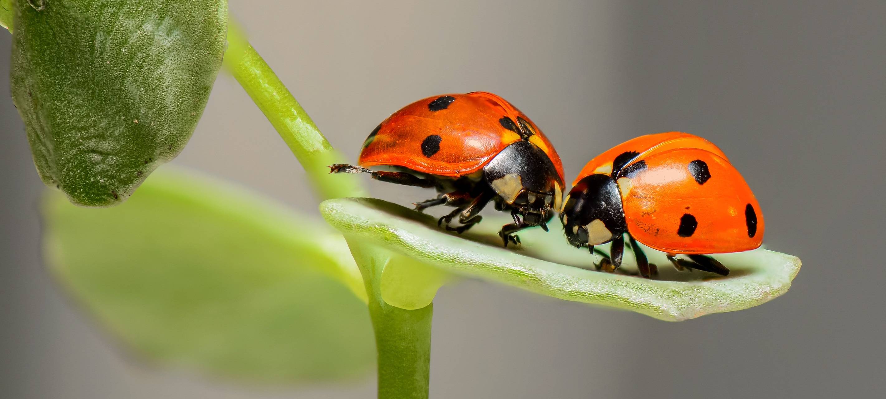 Insektensommer im Bergischen- NABU ruft zur Insektenzählung auf