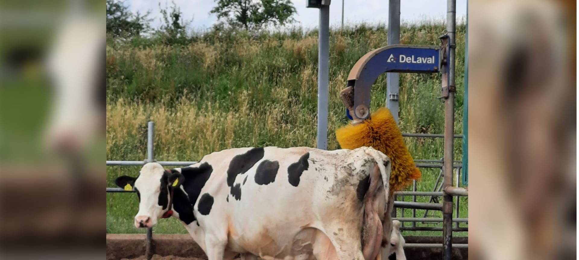 Zum Ehrentag der Kuh am 9. Juli