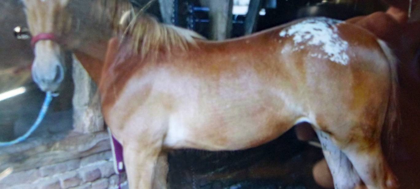 Oberberg: Sind Tierdiebe unterwegs?