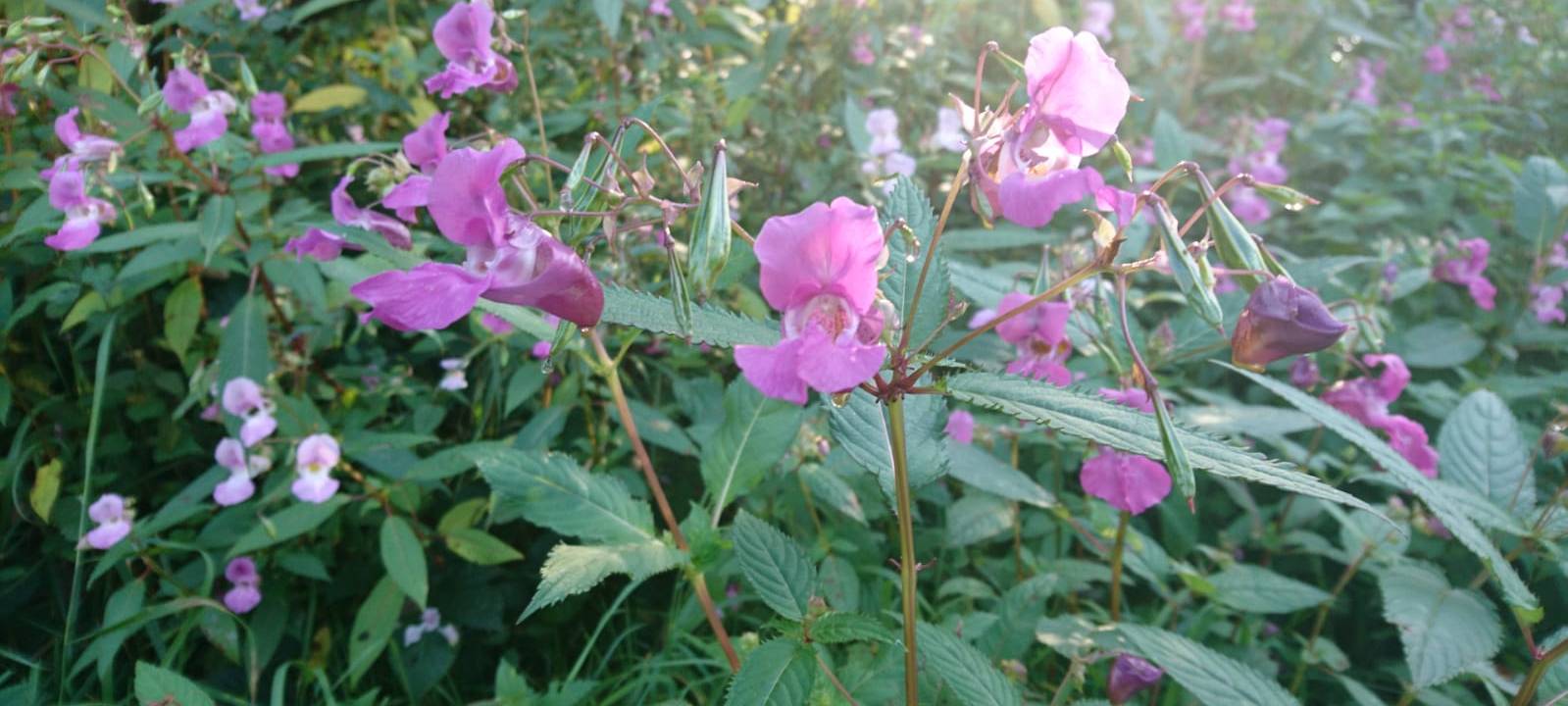 Bergische Tiere gegen Springkraut und Herkulesstaude