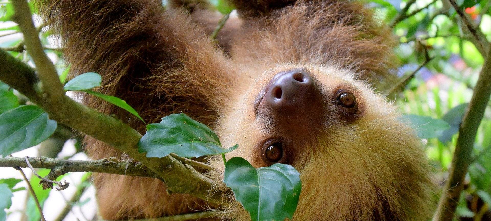 Köln: Dschungelerlebniswelt eröffnet im Zoo