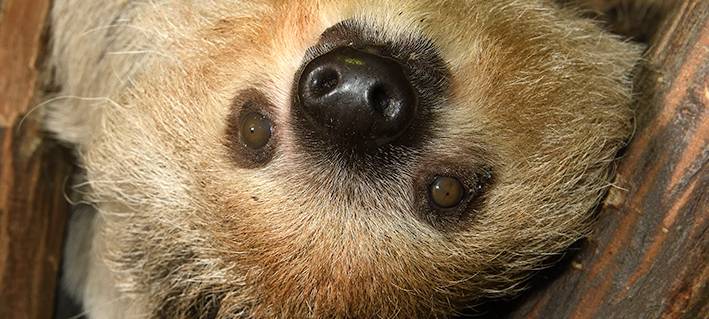 Kölner Zoo stellt Faultier-Pärchen vor