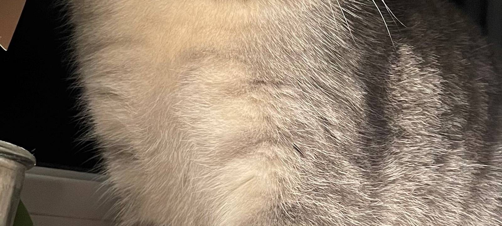 Katze Fritzi wird vermisst in Wiehl-Jennecken