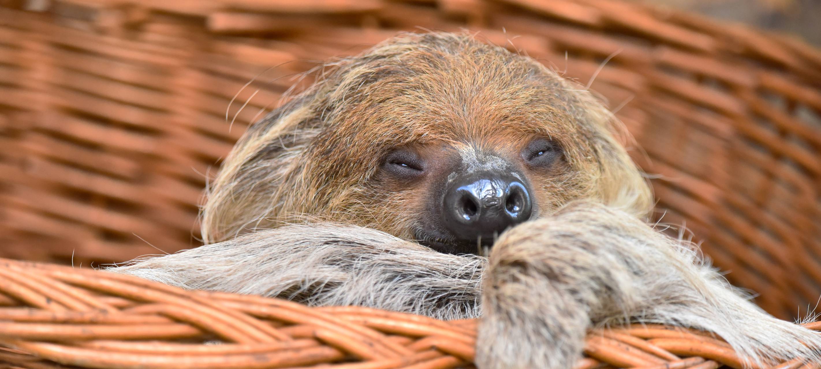 Kölner Zoo stellt Faultier-Pärchen vor