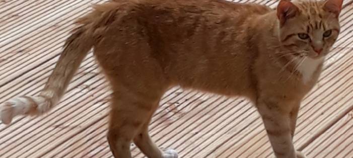 Wo ist der rote Kater Fritz?