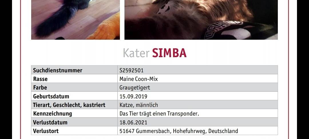 Kater Simba in Berghausen entlaufen
