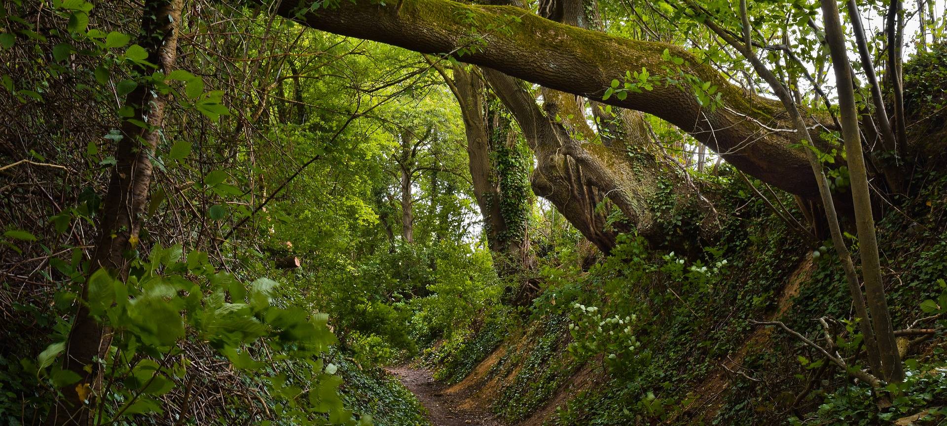 In Engelskirchen-Ründeroth entsteht bald ein "Urwald für morgen"