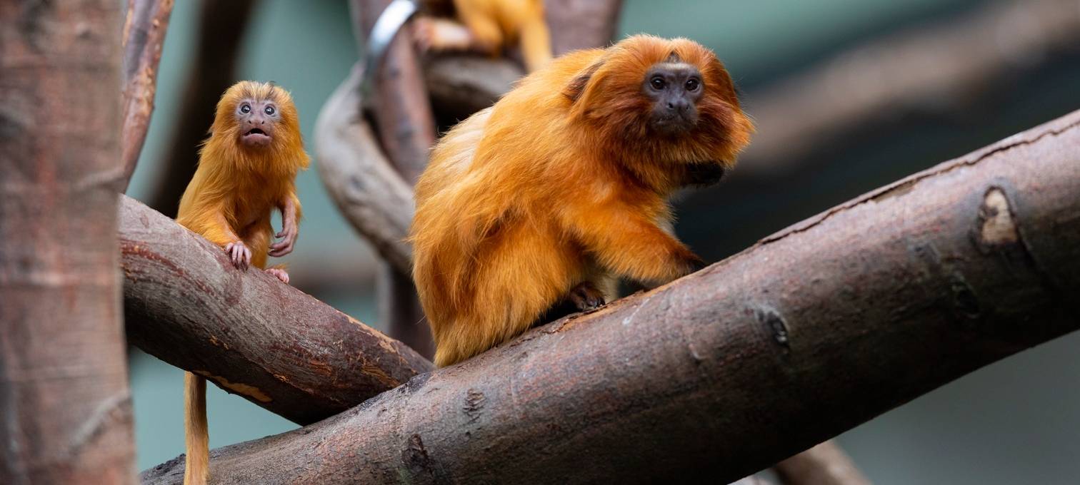 Kölner Zoo: Affen-Nachwuchs ist da
