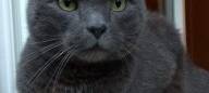 Kater Amadeus aus Engelskirchen vermisst