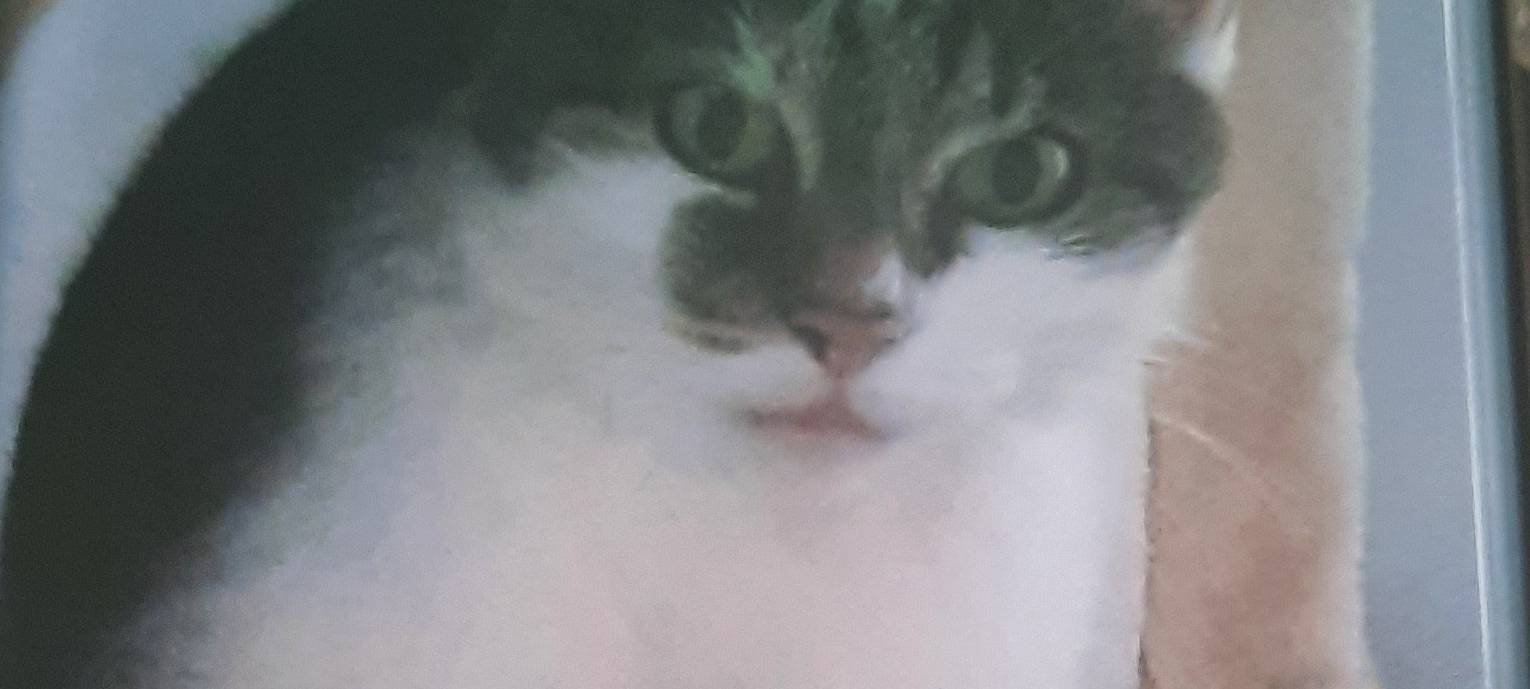 Katze Minka in Bergneustadt vermisst